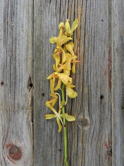 YELLOW MOKARA ORCHIDS